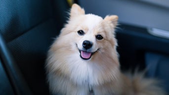 Dog inside Audi vehicle.