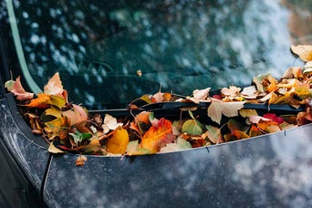 Leaves in the gutter of a windshield