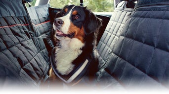 Dog sitting on the rear seat protective cover in the rear seats of an Audi vehicle.