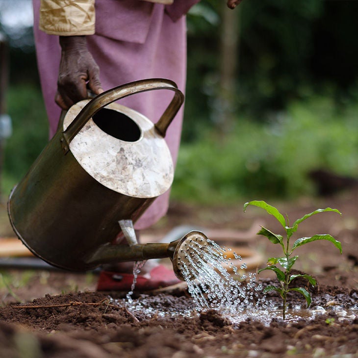 An individual watering a plant. 